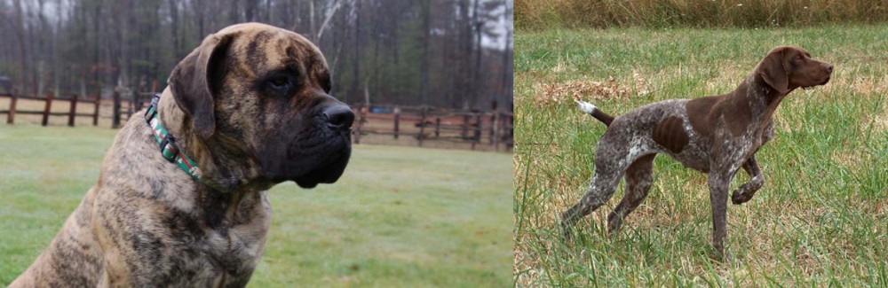 Braque Francais vs American Mastiff - Breed Comparison