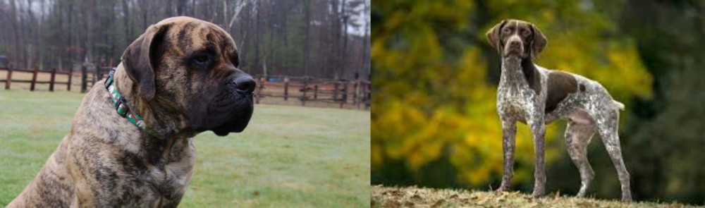 Braque Francais (Gascogne Type) vs American Mastiff - Breed Comparison