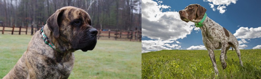 Braque Francais (Pyrenean Type) vs American Mastiff - Breed Comparison