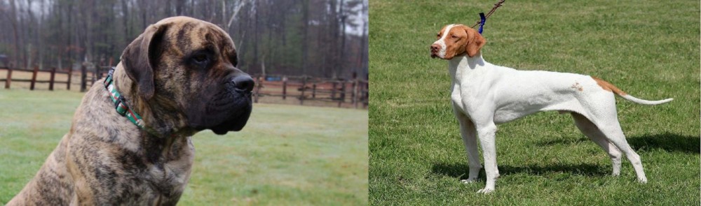 Braque Saint-Germain vs American Mastiff - Breed Comparison