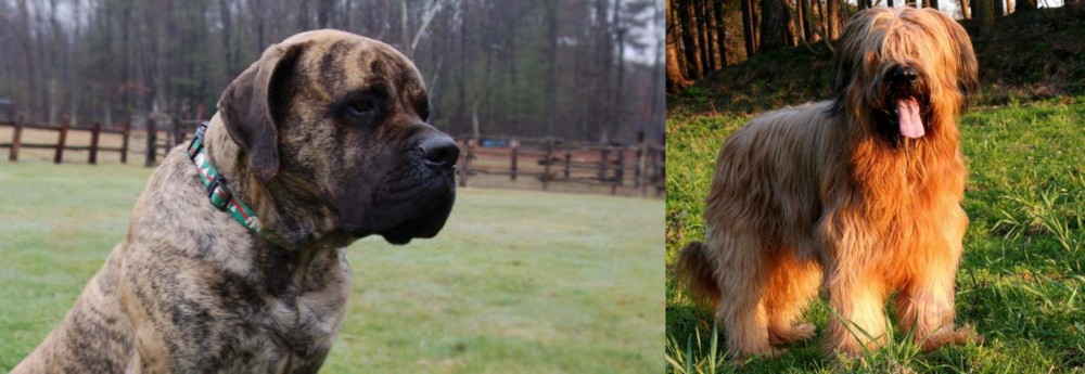 Briard vs American Mastiff - Breed Comparison