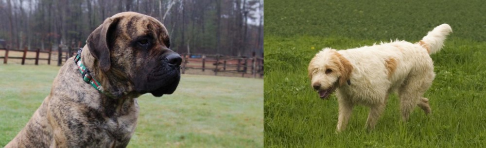 Briquet Griffon Vendeen vs American Mastiff - Breed Comparison