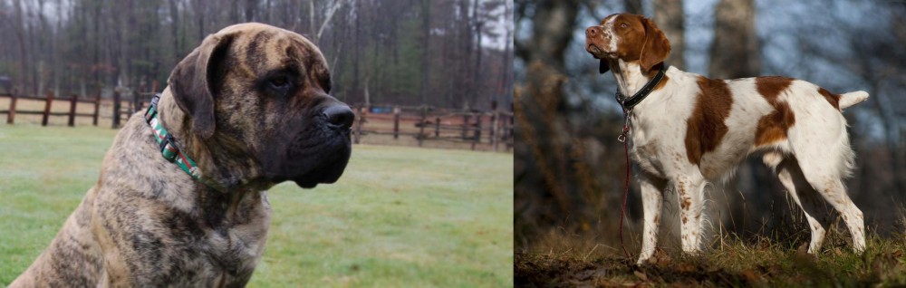 Brittany vs American Mastiff - Breed Comparison