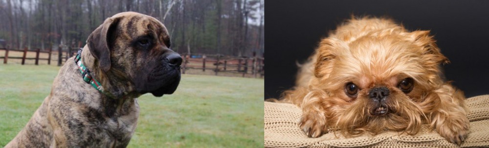 Brug vs American Mastiff - Breed Comparison