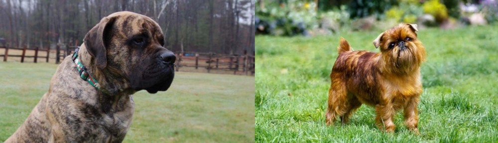 Brussels Griffon vs American Mastiff - Breed Comparison