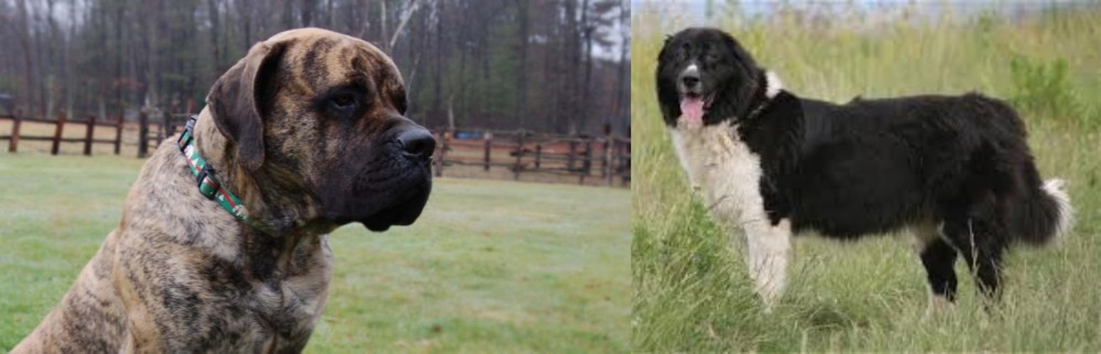 Bulgarian Shepherd vs American Mastiff - Breed Comparison