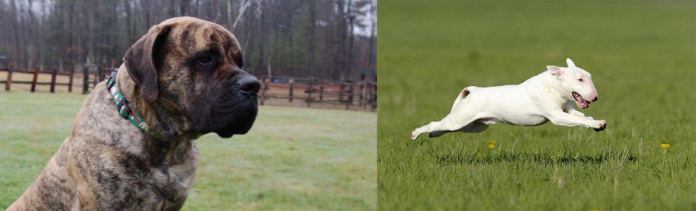 Bull Terrier vs American Mastiff - Breed Comparison