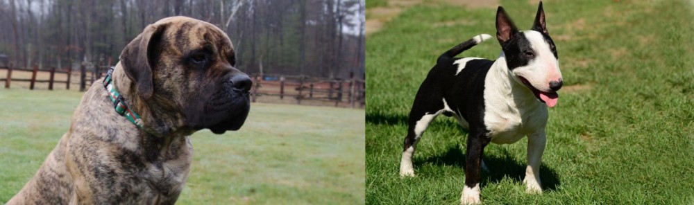 Bull Terrier Miniature vs American Mastiff - Breed Comparison