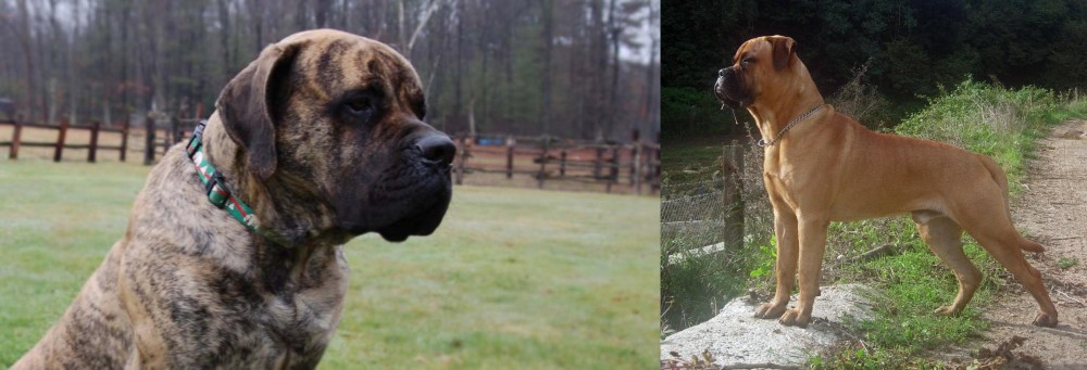 Bullmastiff vs American Mastiff - Breed Comparison
