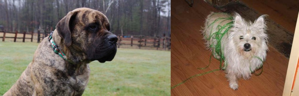 Cairland Terrier vs American Mastiff - Breed Comparison