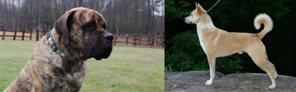 Canaan Dog vs American Mastiff - Breed Comparison
