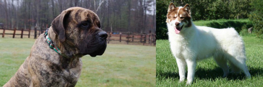 Canadian Eskimo Dog vs American Mastiff - Breed Comparison