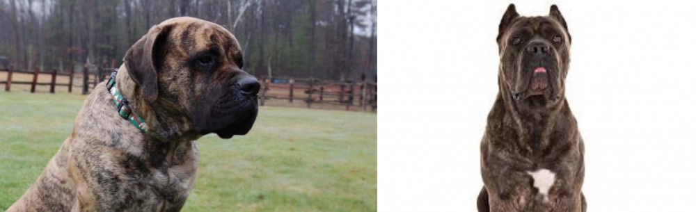 Cane Corso vs American Mastiff - Breed Comparison