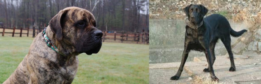 Cao de Castro Laboreiro vs American Mastiff - Breed Comparison