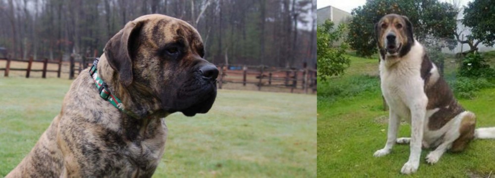 Cao de Gado Transmontano vs American Mastiff - Breed Comparison