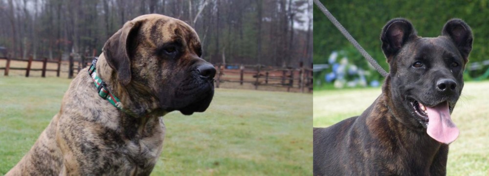 Cao Fila de Sao Miguel vs American Mastiff - Breed Comparison