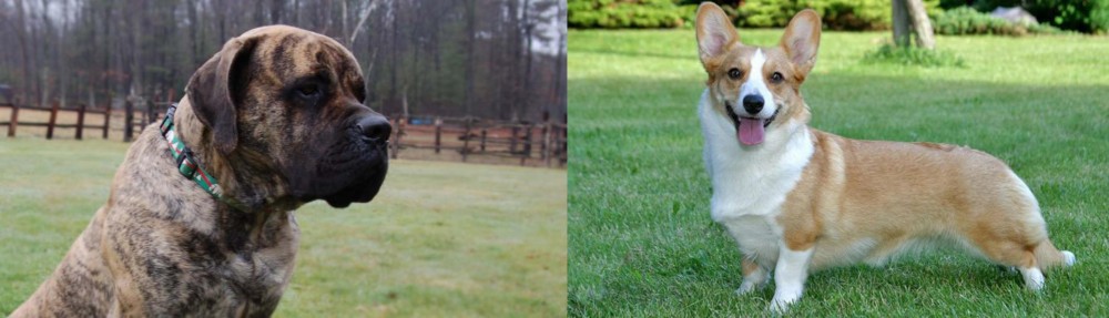 Cardigan Welsh Corgi vs American Mastiff - Breed Comparison