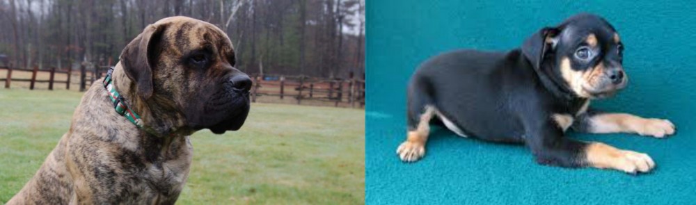 Carlin Pinscher vs American Mastiff - Breed Comparison