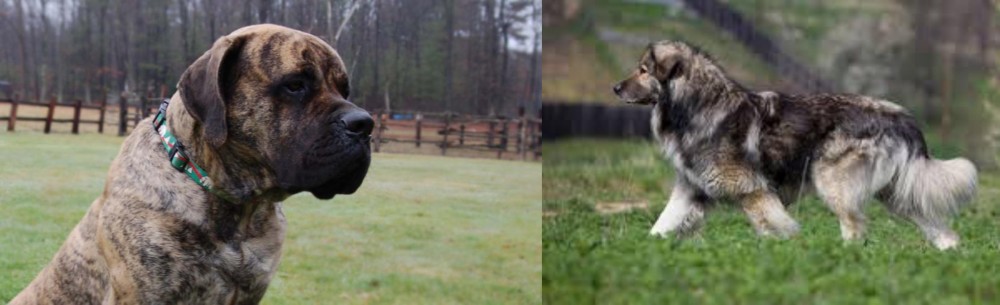 Carpatin vs American Mastiff - Breed Comparison