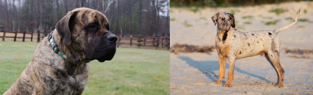 Catahoula Cur vs American Mastiff - Breed Comparison