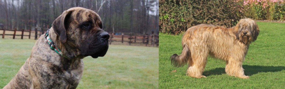 Catalan Sheepdog vs American Mastiff - Breed Comparison