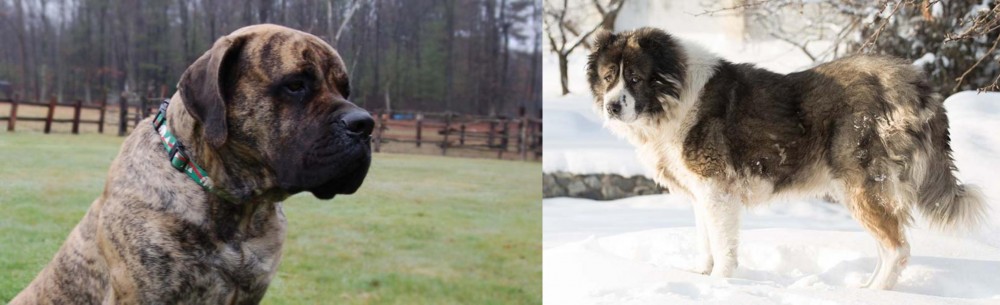 Caucasian Shepherd vs American Mastiff - Breed Comparison