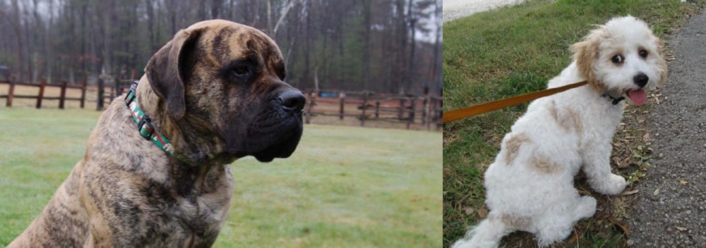 Cavachon vs American Mastiff - Breed Comparison