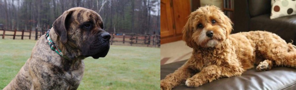 Cavapoo vs American Mastiff - Breed Comparison