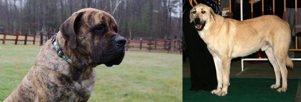 Central Anatolian Shepherd vs American Mastiff - Breed Comparison