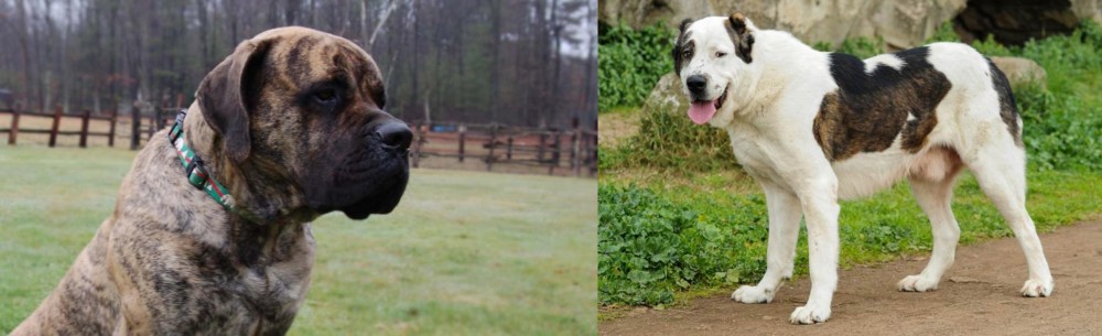 Central Asian Shepherd vs American Mastiff - Breed Comparison