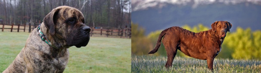 Chesapeake Bay Retriever vs American Mastiff - Breed Comparison