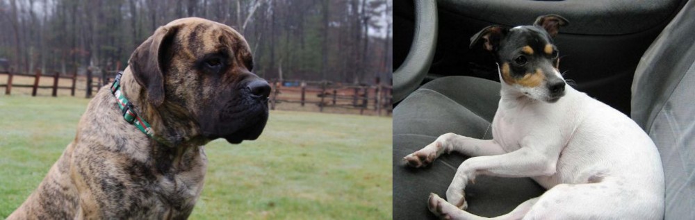 Chilean Fox Terrier vs American Mastiff - Breed Comparison