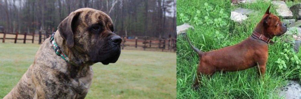 Chinese Chongqing Dog vs American Mastiff - Breed Comparison