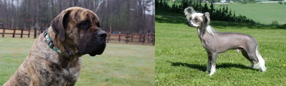 Chinese Crested Dog vs American Mastiff - Breed Comparison