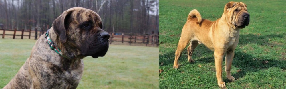 Chinese Shar Pei vs American Mastiff - Breed Comparison
