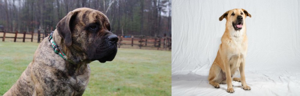 Chinook vs American Mastiff - Breed Comparison