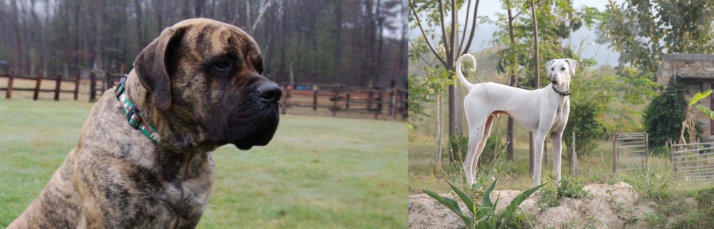 Chippiparai vs American Mastiff - Breed Comparison