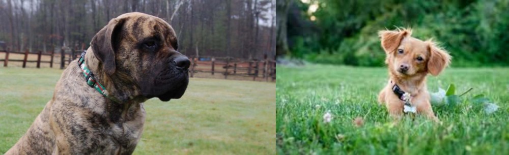 Chiweenie vs American Mastiff - Breed Comparison