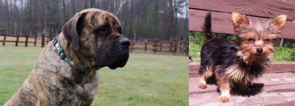 Chorkie vs American Mastiff - Breed Comparison