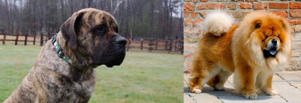 Chow Chow vs American Mastiff - Breed Comparison