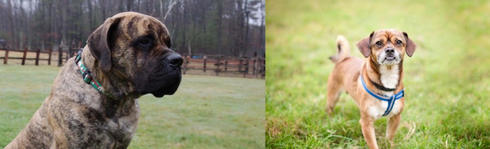 Chug vs American Mastiff - Breed Comparison