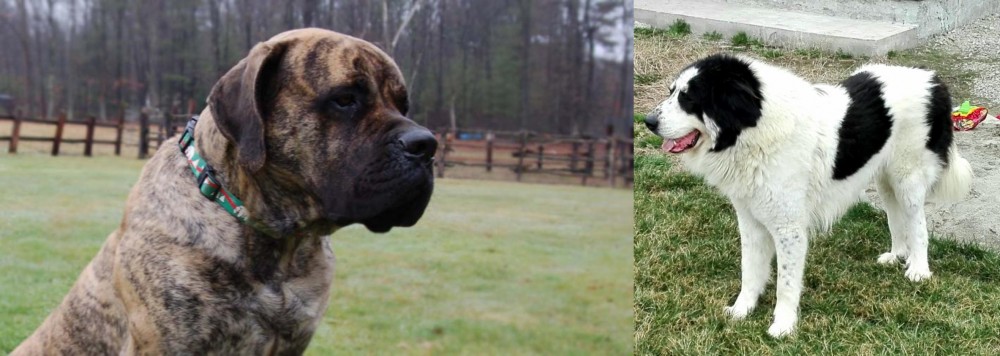 Ciobanesc de Bucovina vs American Mastiff - Breed Comparison