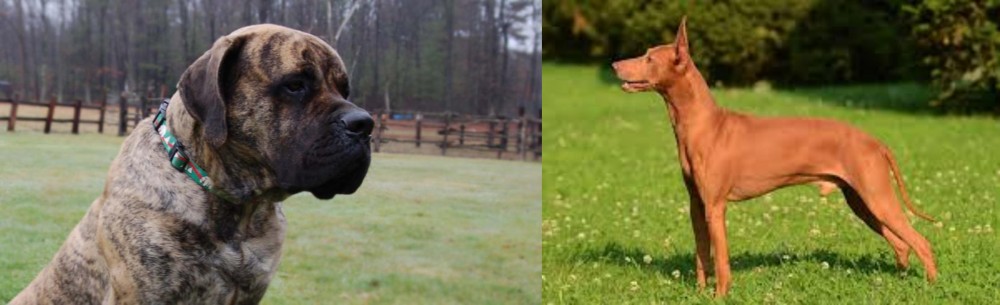 Cirneco dell'Etna vs American Mastiff - Breed Comparison