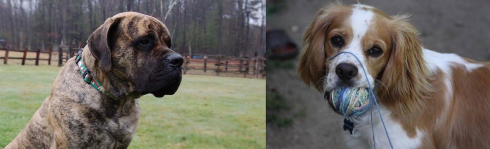 Cockalier vs American Mastiff - Breed Comparison