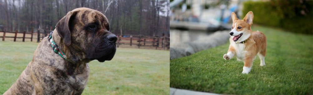 Corgi vs American Mastiff - Breed Comparison