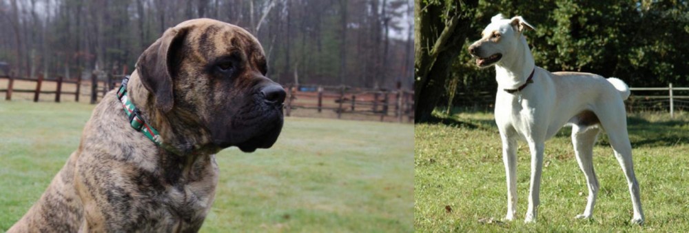 Cretan Hound vs American Mastiff - Breed Comparison