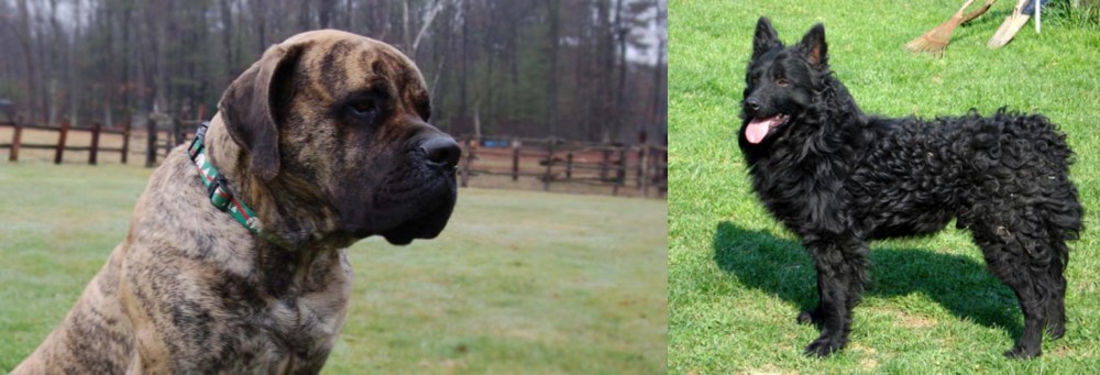 Croatian Sheepdog vs American Mastiff - Breed Comparison