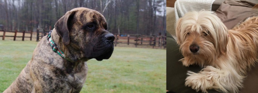 Cyprus Poodle vs American Mastiff - Breed Comparison
