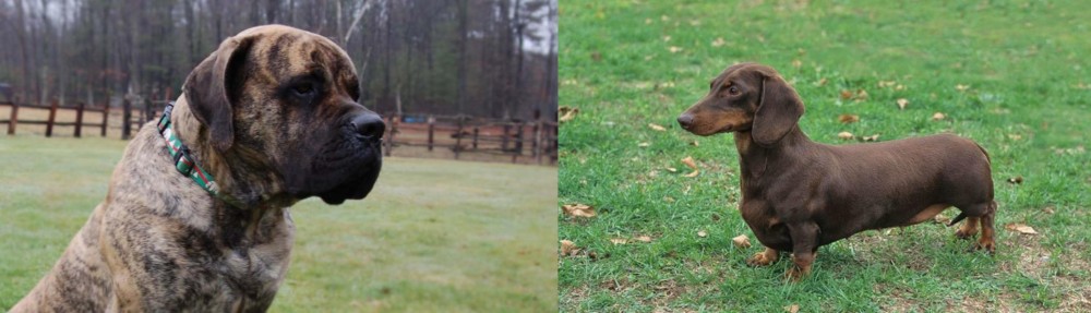 Dachshund vs American Mastiff - Breed Comparison