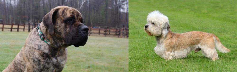 Dandie Dinmont Terrier vs American Mastiff - Breed Comparison